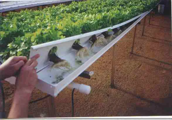 Commercial Hydroponic Open Lid
